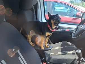na zdjęciu pies we wnętrzu rozgrzanego pojazdu