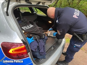 policjant opiekuje się małym danielem, który jest w bagażniku radiowozu
