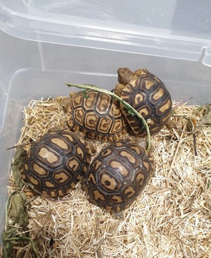 żółwie w plastikowym pojemniku