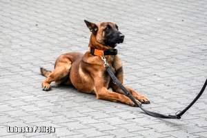 na zdjęciu policyjny pies służbowy