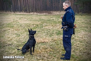 na zdjęciu umundurowany policjant z psem policyjnym psem służbowym na łące