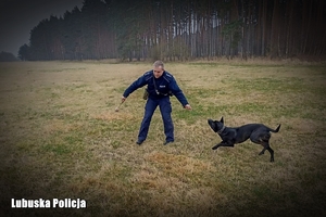 na zdjęciu umundurowany policjant z policyjnym psem służbowym na łące