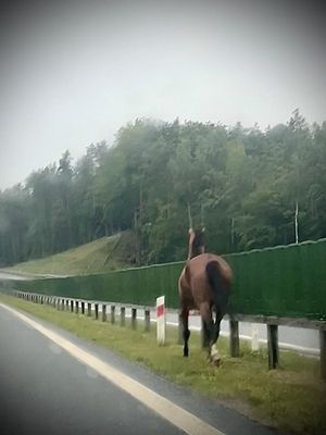 koń biegnący poboczem drogi ekspresowej