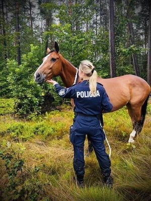 umundurowana policjantka stoi przy koniu i trzyma go za uzdę, a drugą dłoń trzyma na żuchwie konia