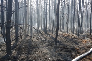 Miejsce pożaru lasu