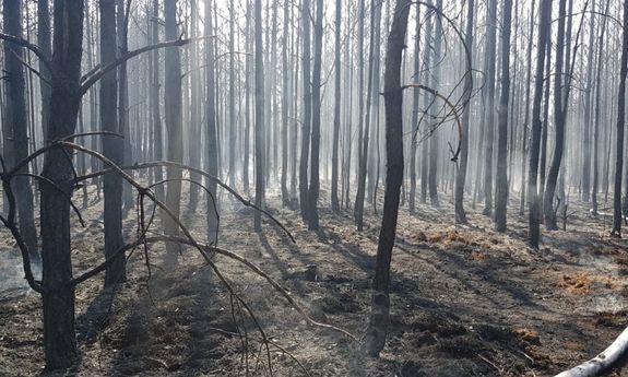 Miejsce pożaru lasu