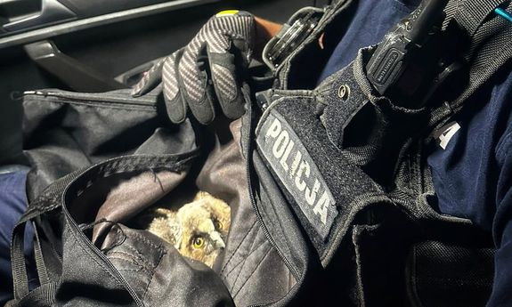 policjantka trzyma opatuloną sowę na rękach