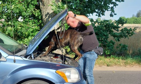 pies stoi na silniku przeszukiwanego samochodu, obok asekuruje go policjant