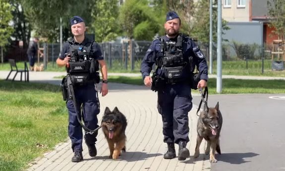 policjanci idą z psami