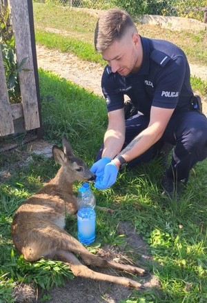 na zdjęciu policjant daje wodę małej sarnie