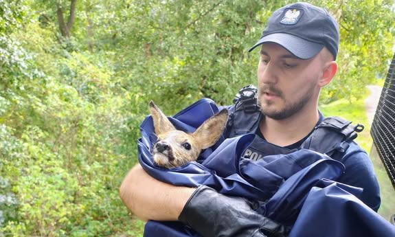 policjant trzyma sarenkę na rękach