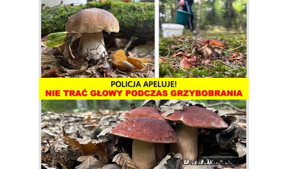 Kolaż trzech zdjęć, na którym są zdjęcia grzybów w lesie. Na środku napis: Policja apeluje! Nie trać głowy podczas grzybobrania.