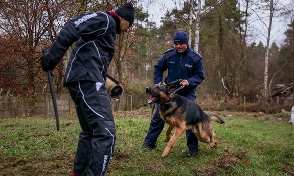 Dwaj funkcjonariusze z psem w trakcie ćwiczeń.