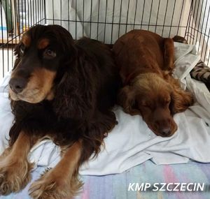 Na zdjęciu dwa psy rasy cocker spaniel zamknięte w klatce.