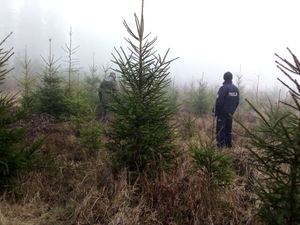 policjant stoi pośrodku drzewek.