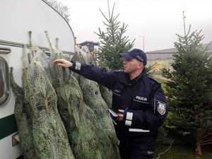 policjant sprawdza choinkę.