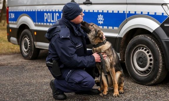 pies liże policjanta.