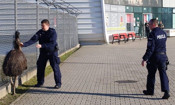 Dwaj policjanci próbują złapać strusia.