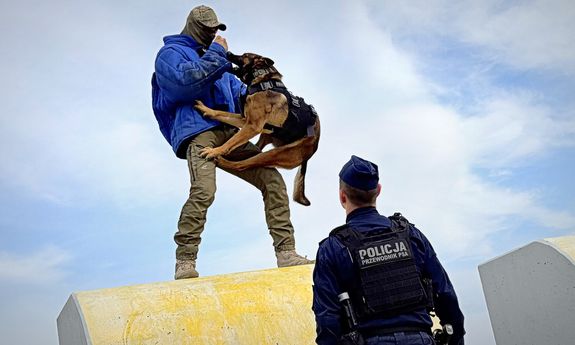 przewodnik psa patrzy jak pies łapie przestępcę.