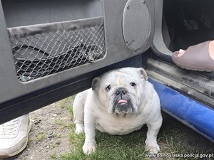Buldog schowany pod samochodem.