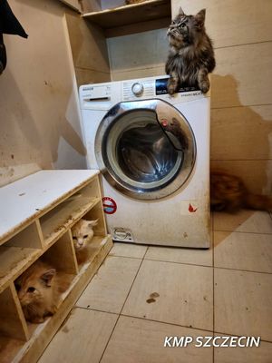 kot siedzi na pralce.