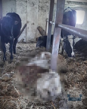 zaniedbane zwierzęta stoją w oborze. obok leży zdechłe zwierzę.
