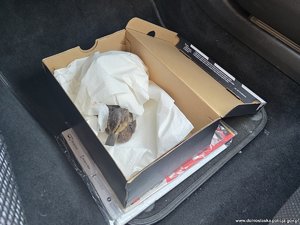Na zdjęciu kaczka znajdująca się w papierowym pudełku