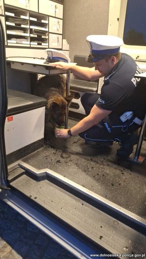 Policjant poi psa w radiowozie.