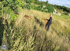 Policjant z psem na smyczy podczas poszukiwań.