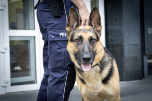 Pies służbowy przy nodze policjanta.