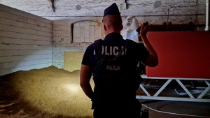 Policjant świeci latarką na susz tytoniowy leżący w pomieszczeniu na podłodze.