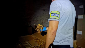 Policjant trzyma w ręku liście tytoniu.