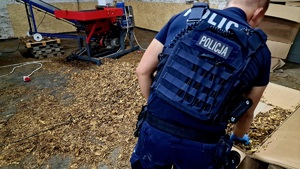 Policjant trzyma rękę w kartonie z liśćmi tytoniu. W pomieszczeniu widać maszynę i leżącą na ziemi krajankę tytoniową.