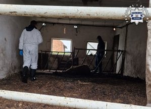 Zdjęcie w kolorze przedstawia, wnętrze obory podczas oględzin przez funkcjonariuszy w odzieży ochronnej. Po środku padła zwierzyna.
