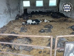 Zdjęcie w kolorze przedstawia wnętrze obory na posadzce leżące padłe krowy.
