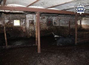 Zdjęcie w kolorze przedstawia wnętrze obory po lewej i prawej stronie dwie żywe krowy, na posadzce duże ilości obornika.