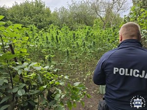 Policjant i nielegalna plantacja.