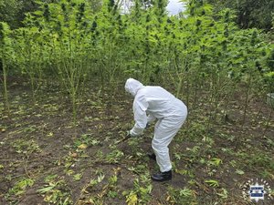 Osoba w białym stroju na nielegalnej plantacji.