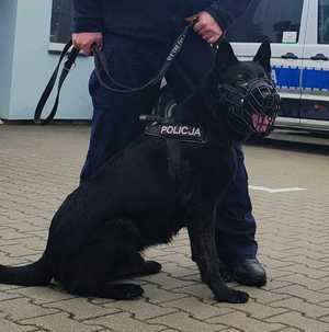 Pies policyjny  przewodnikiem.