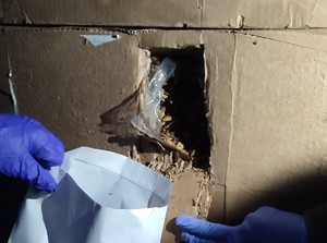 Pobieranie z otworu w kartonie próbki tytoniu.