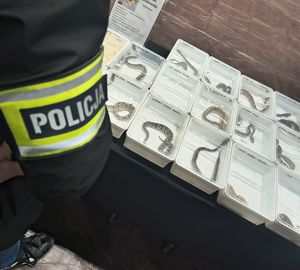 Policjant i w tle chronione zwierzęta w specjalnych pojemnikach.