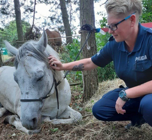 Policjantka kuca przy siedzącym koniu.