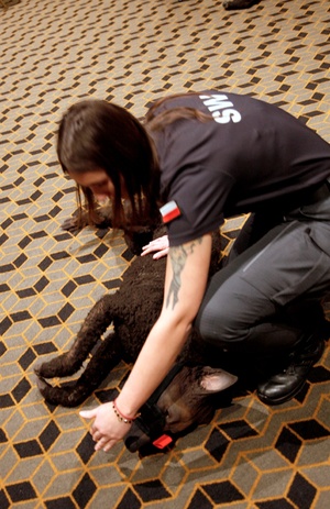 policjantka uczy się udzielać pierwszej pomocy na sztucznym psie.