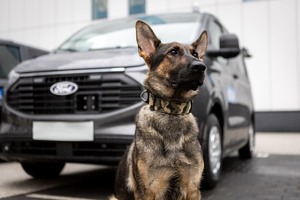 Pies policyjny a w tle samochód marki KIa.