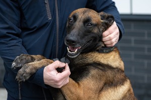 Policyjny pies przy swoim przewodniku.