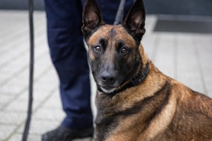 Policyjny pies przy swoim przewodniku.