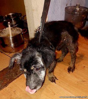 Pies w mieszkaniu, który został odebrany właścicielce.