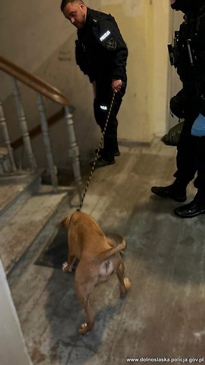 policjanci, pies, klatka kamienicy