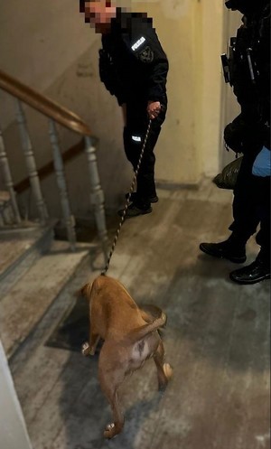 Zabezpieczone przez policjantów psy na klatce schodowej.