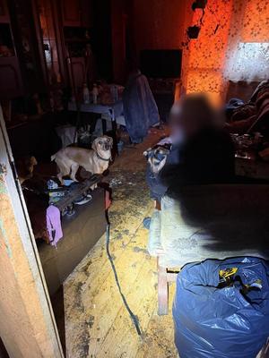 Psy we wnętrzu mieszkania.